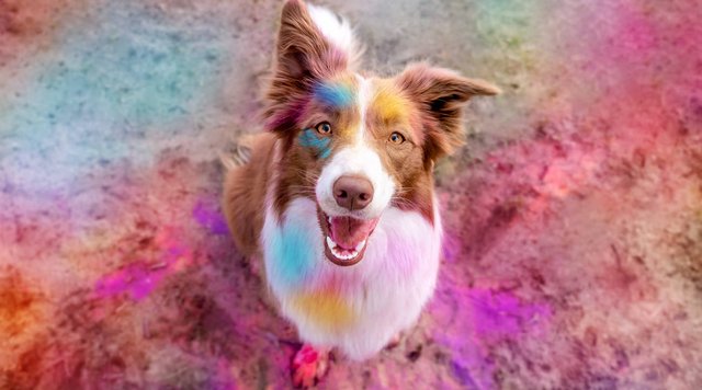 Holi Fotoshooting mit Border Collie kunterbunte Hundefotos in Sachsen